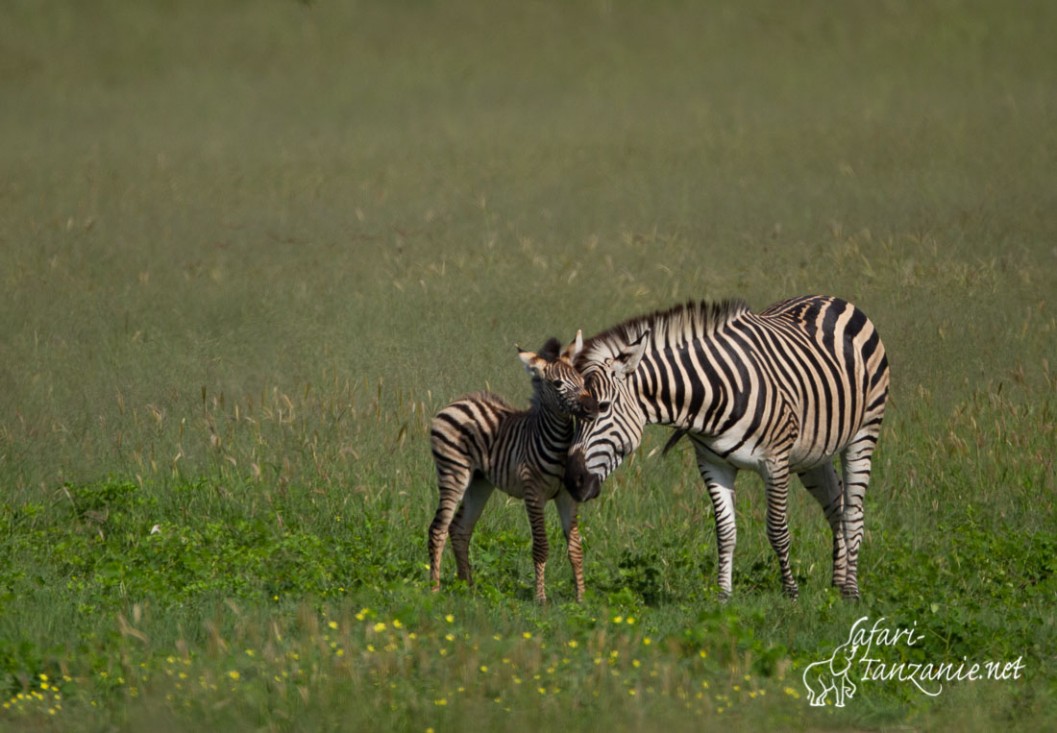 zebre des plaines 0675