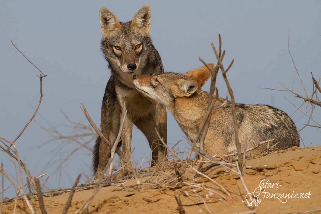 loup africain 0283