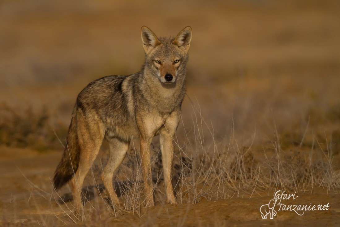 loup africain 0691