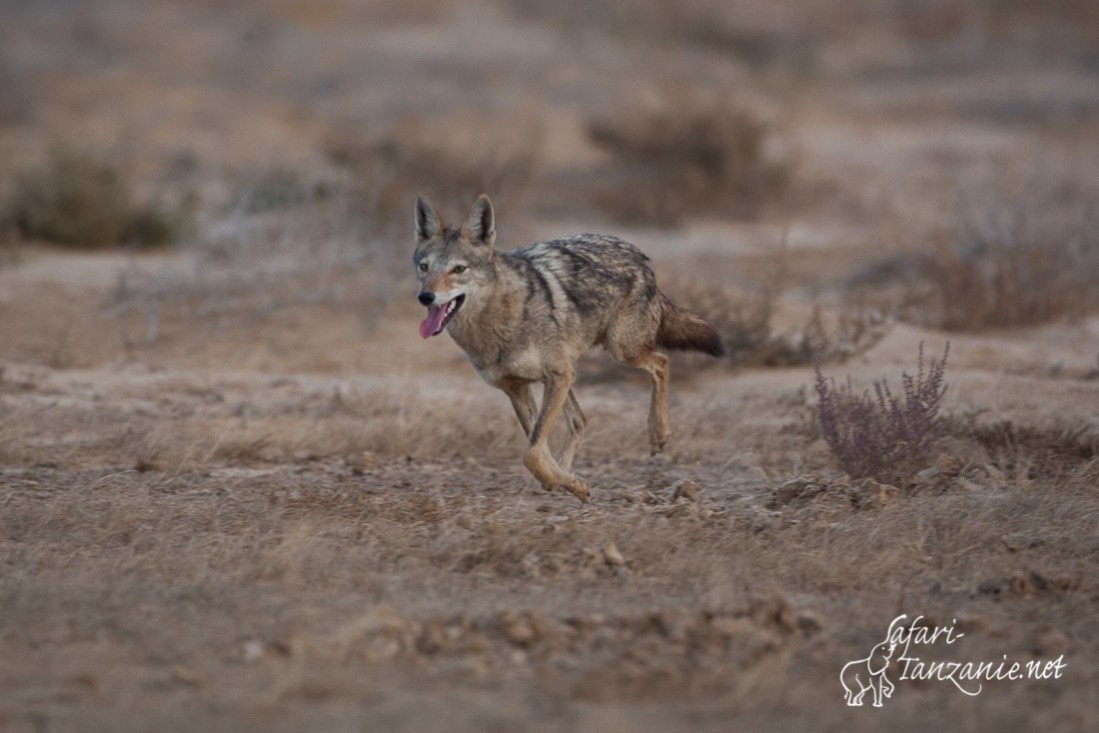 loup africain 090861