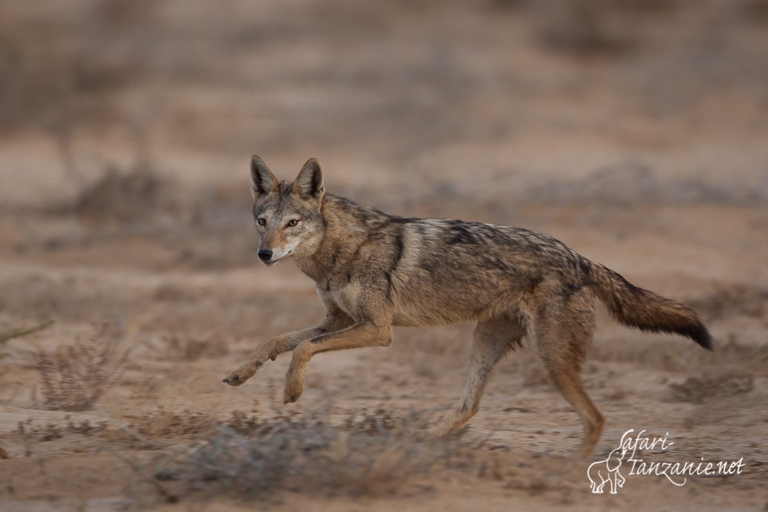 loup africain 090864