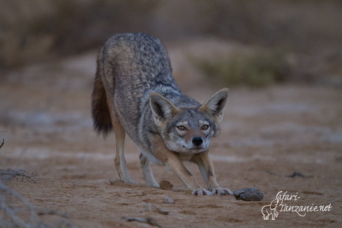 loup africain 1345