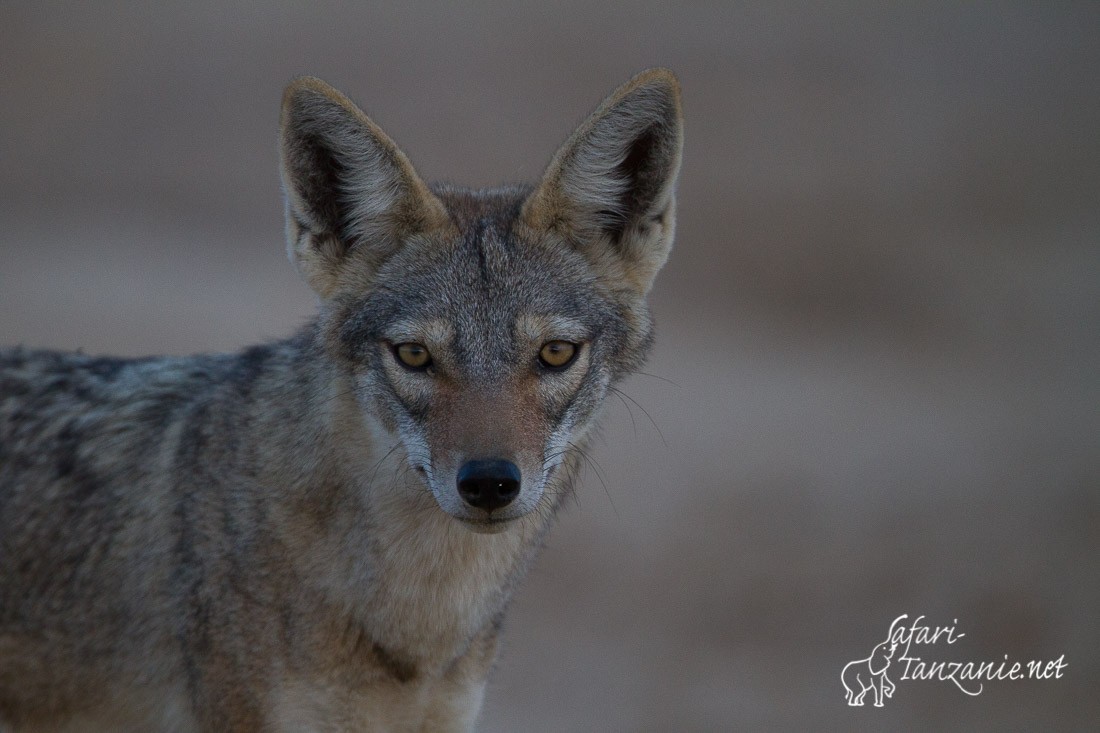 loup africain 1358