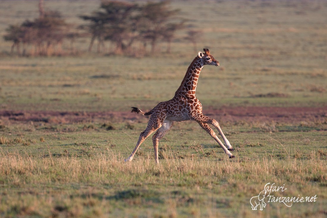 girafe 2044