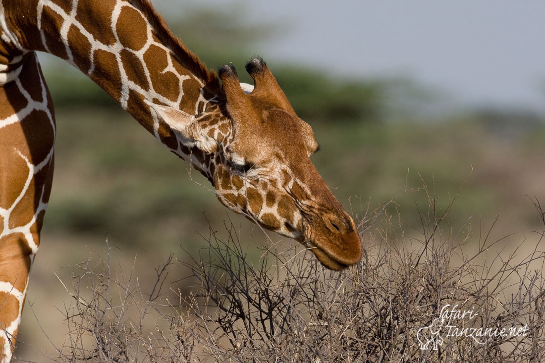 girafe reticulee 1092