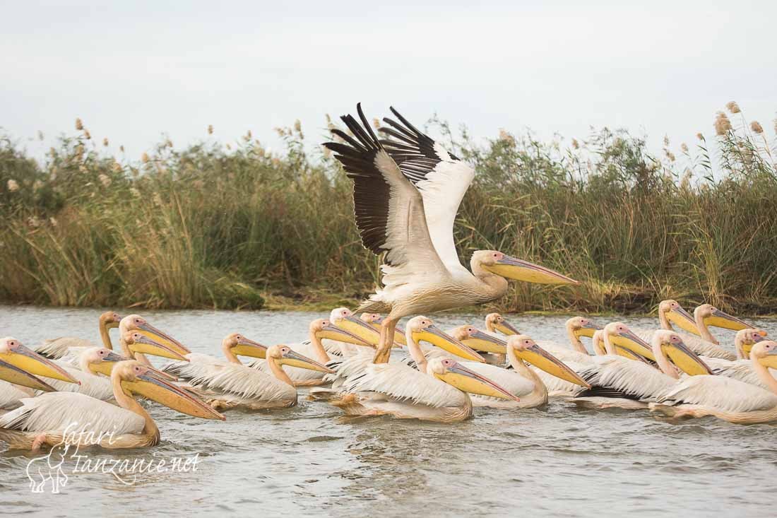 pelican blanc 0773