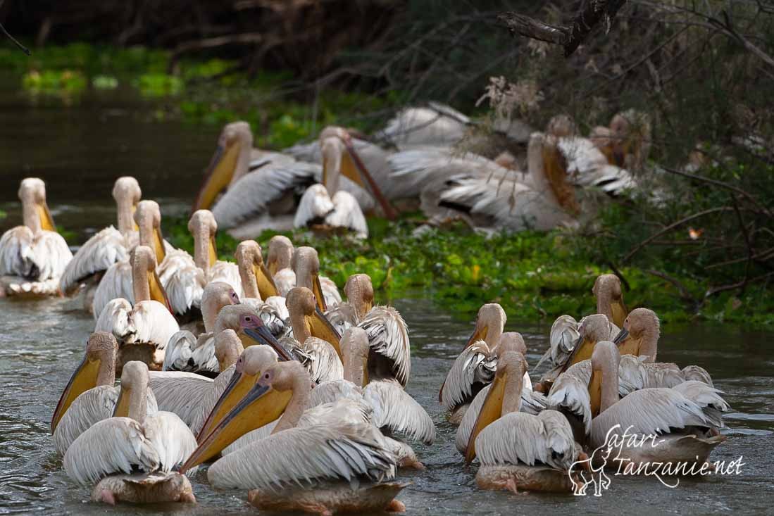 pelican blanc 090716