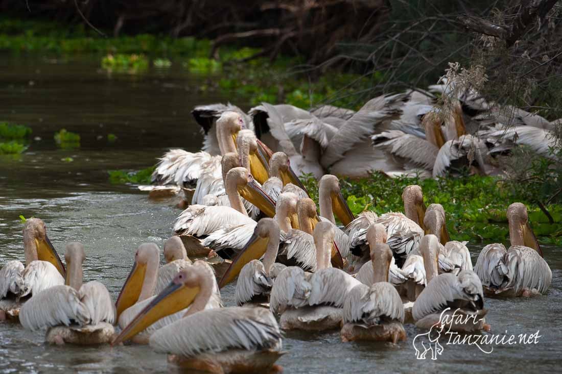 pelican blanc 090717