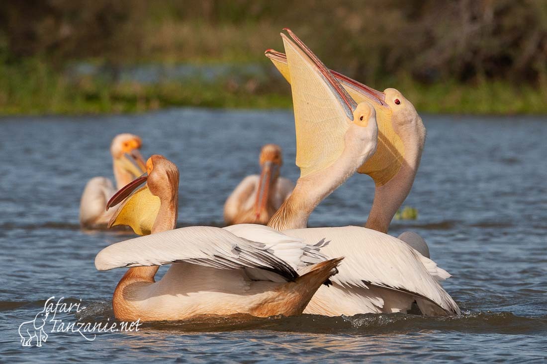 pelican blanc 091226