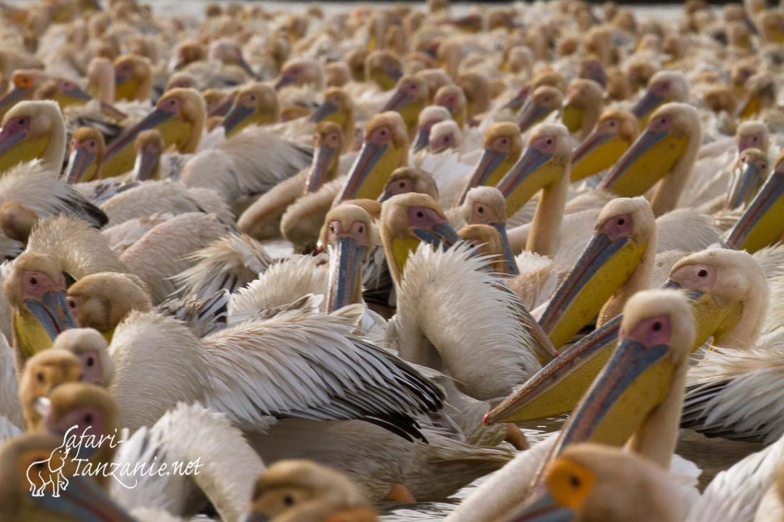 pelican blanc 2005