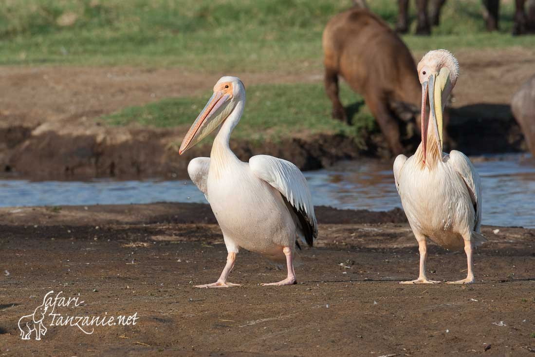 pelican blanc 5977