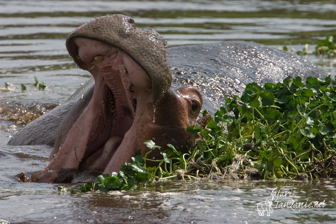 hippopotame 5670