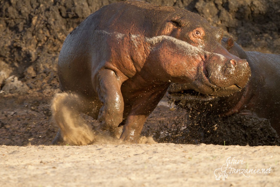 hippopotame 7981