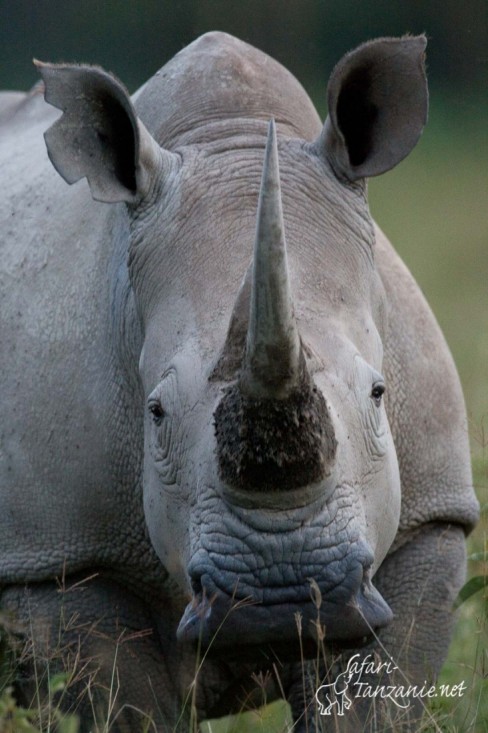 rhinoceros blanc 5683
