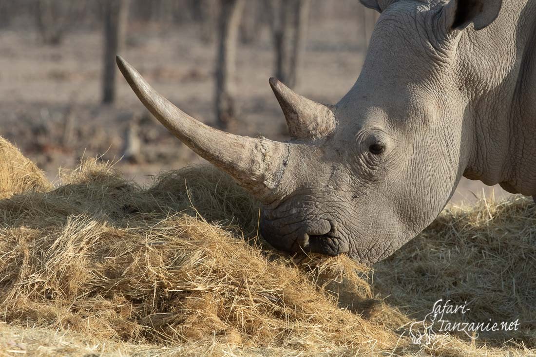 rhinoceros blanc 7983