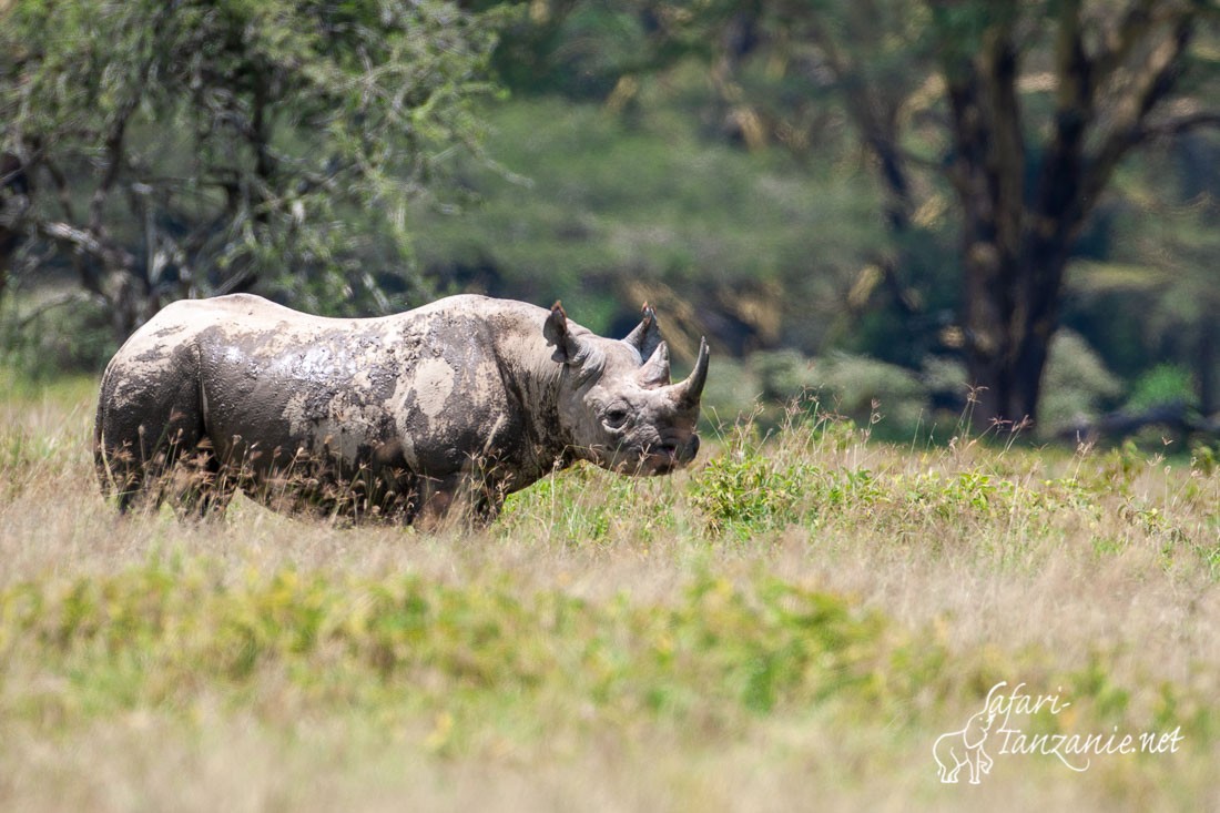 rhinoceros noir 6819