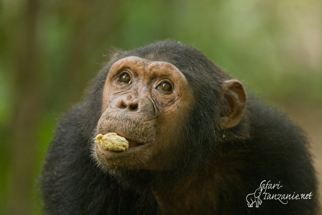 chimpanze 7418