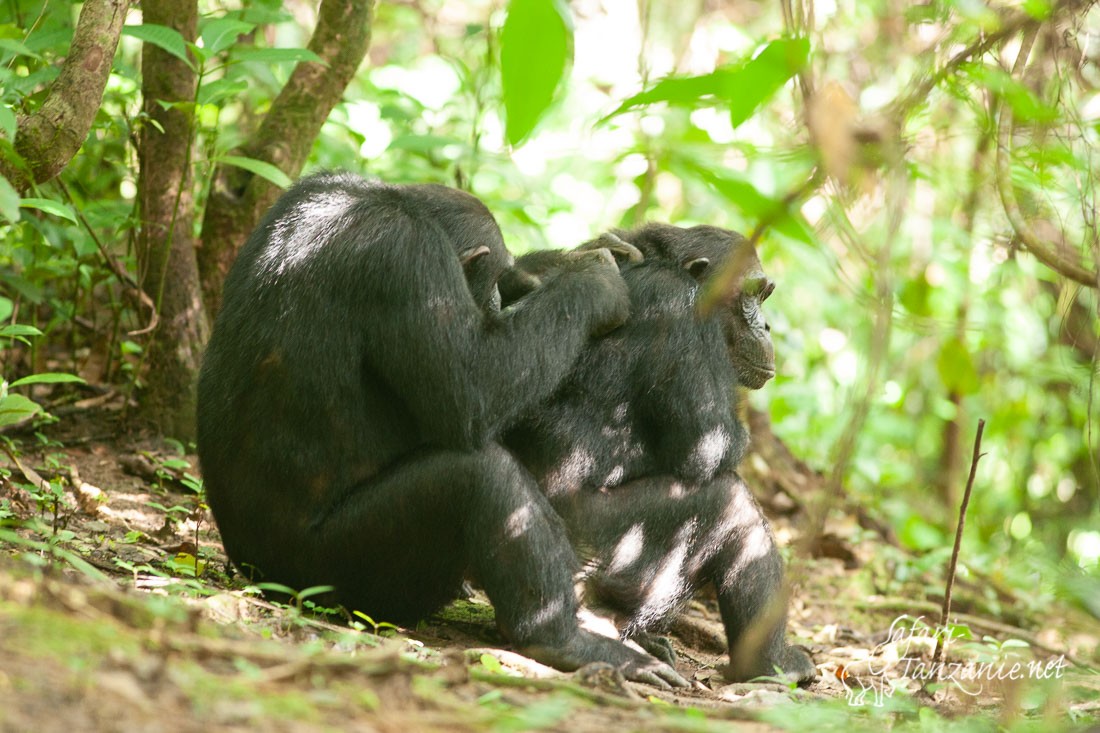 chimpanze 7434