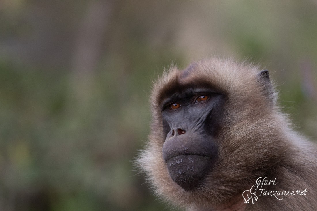 gelada 1544