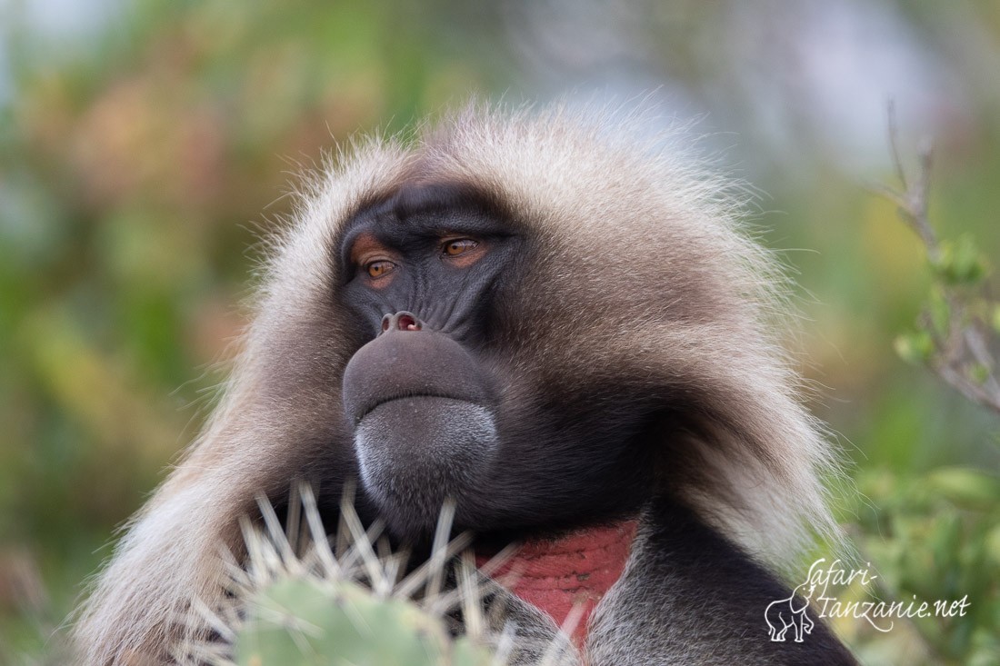 gelada 1551