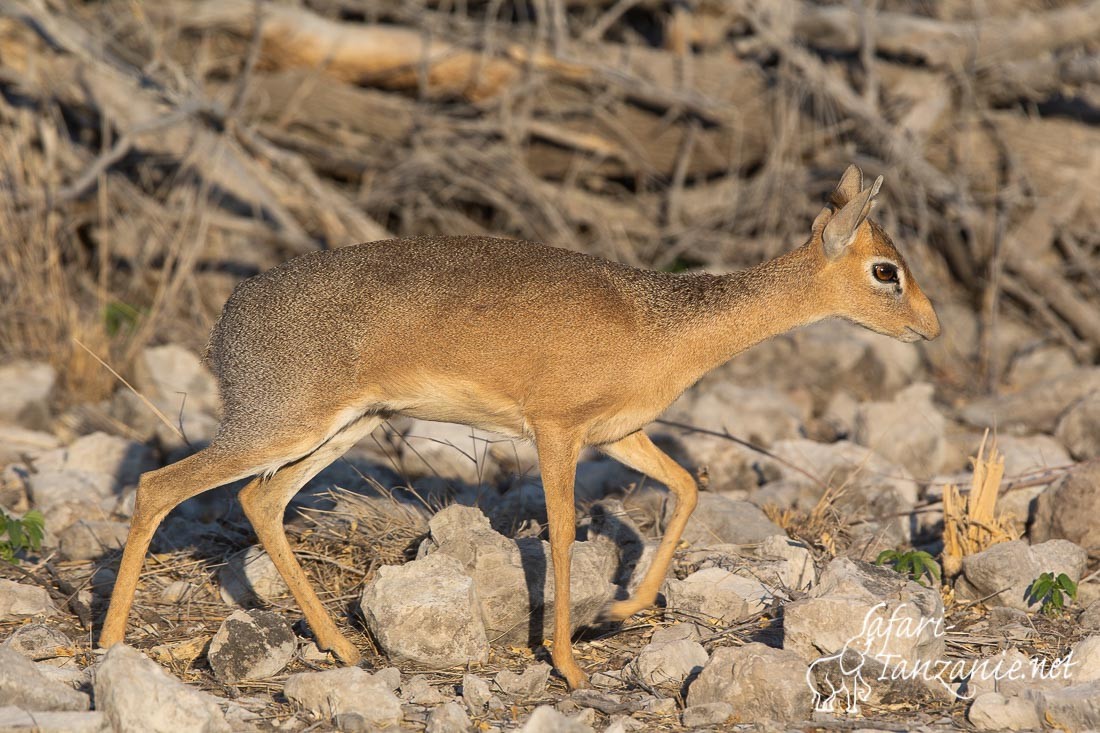 dikdik de damara 2365