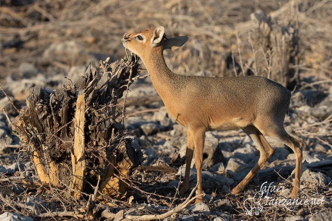 dikdik de damara 8666