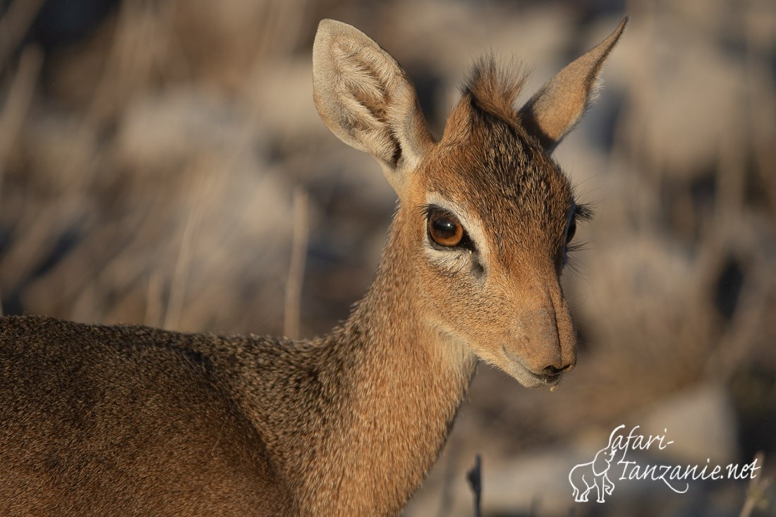 dikdik de damara 8691