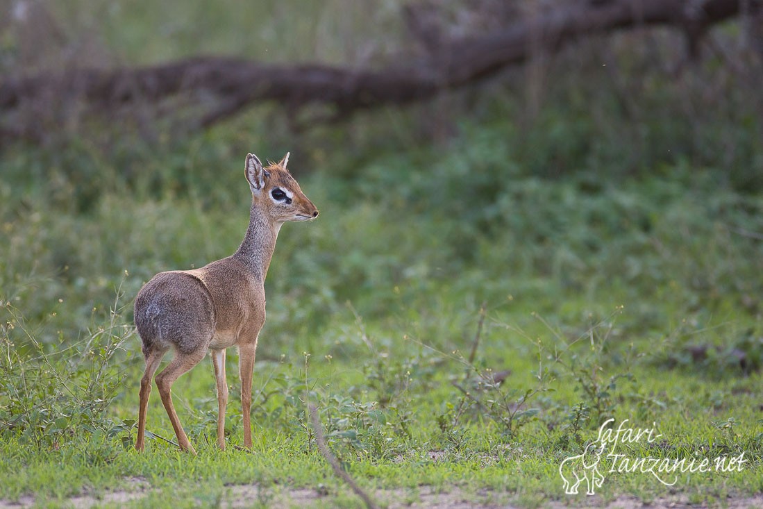 dikdik de kirk 089593