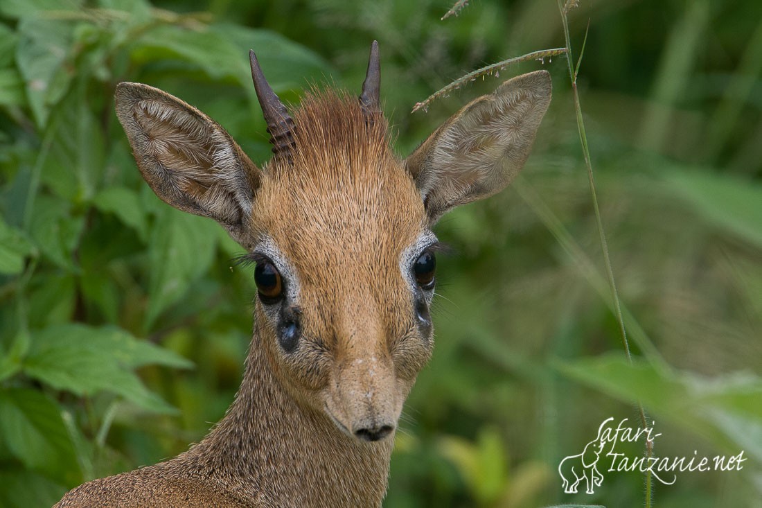 dikdik de kirk 7621