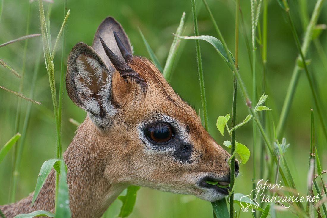 dikdik de kirk 8436