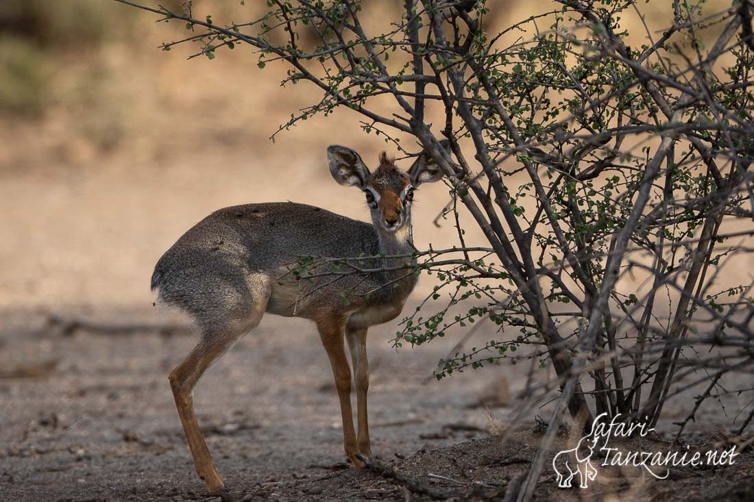 dikdik de salt 2133