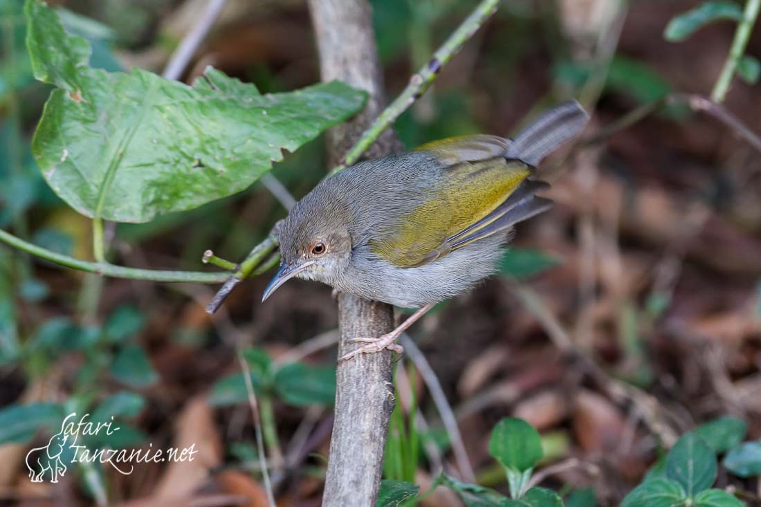 camaroptere a dos gris 1350