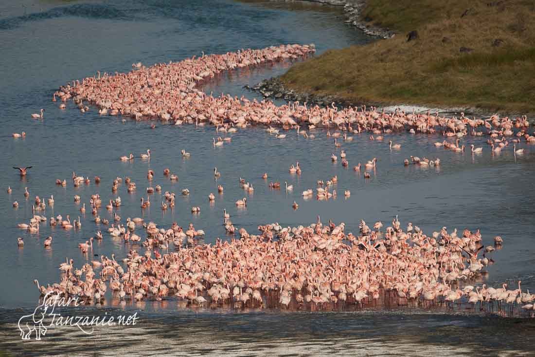 flamant nain 090284