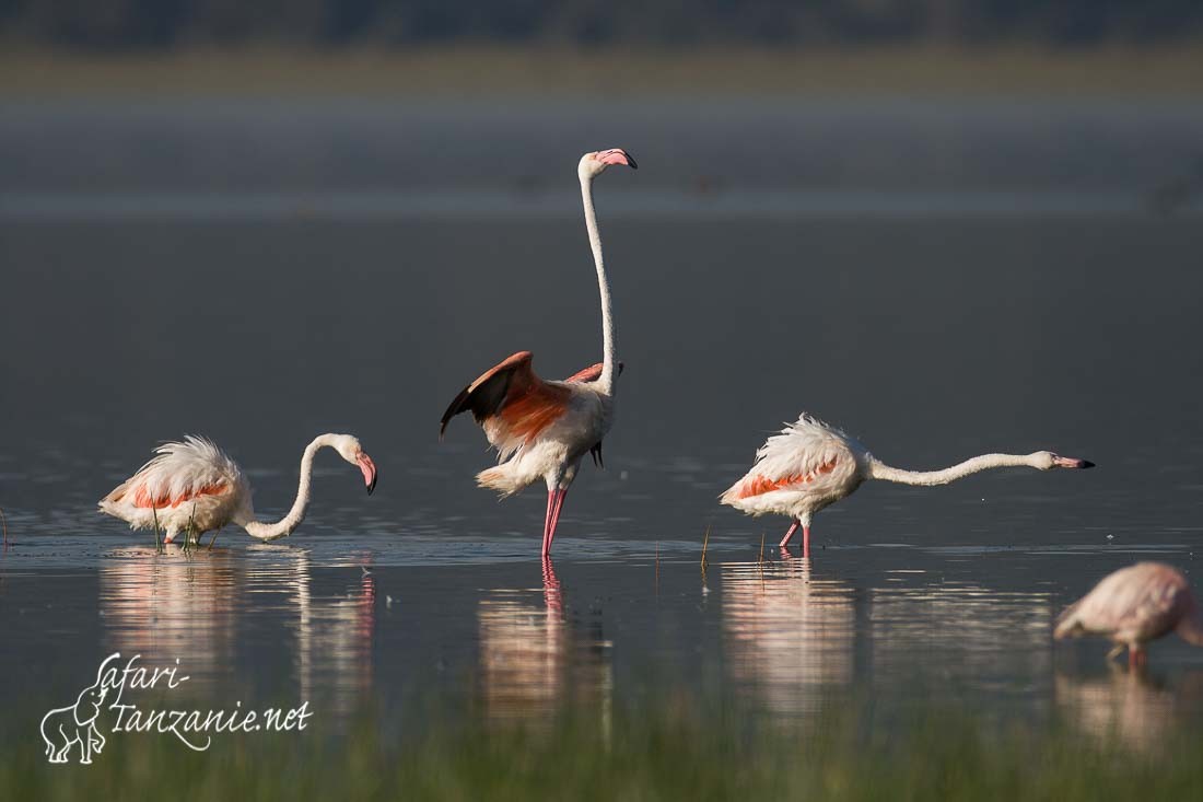 flamant rose 4481