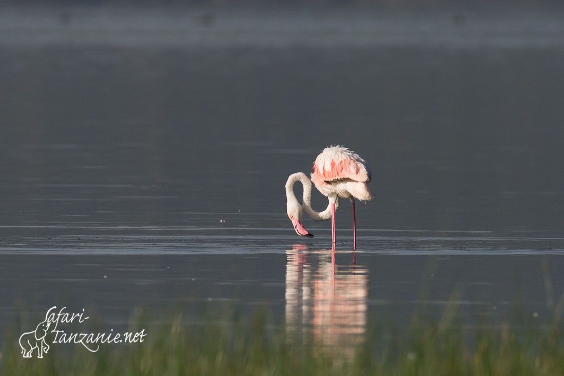 flamant rose 4516