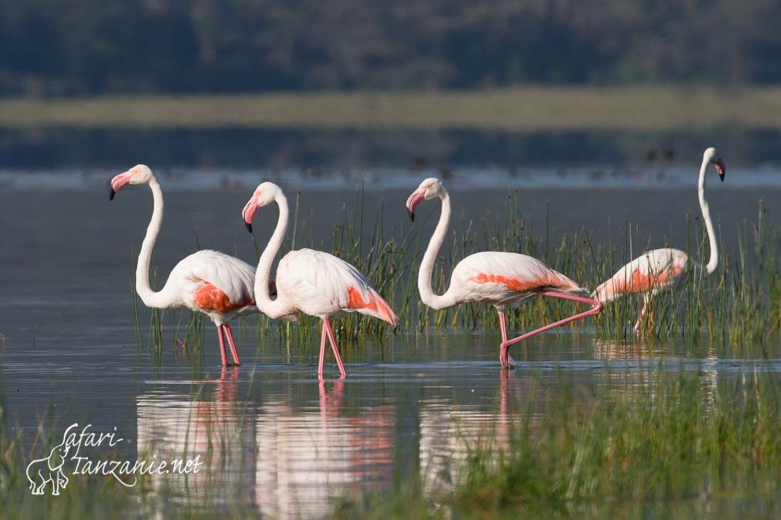 flamant rose 4555