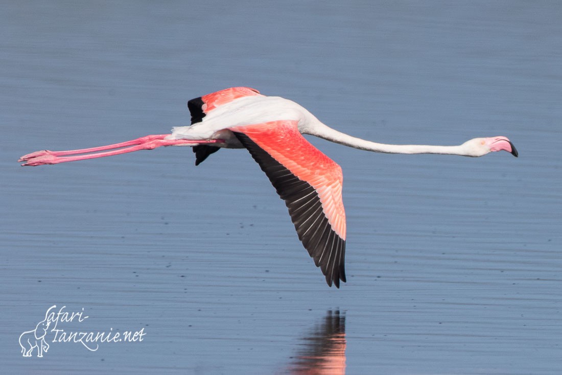 flamant rose 5513