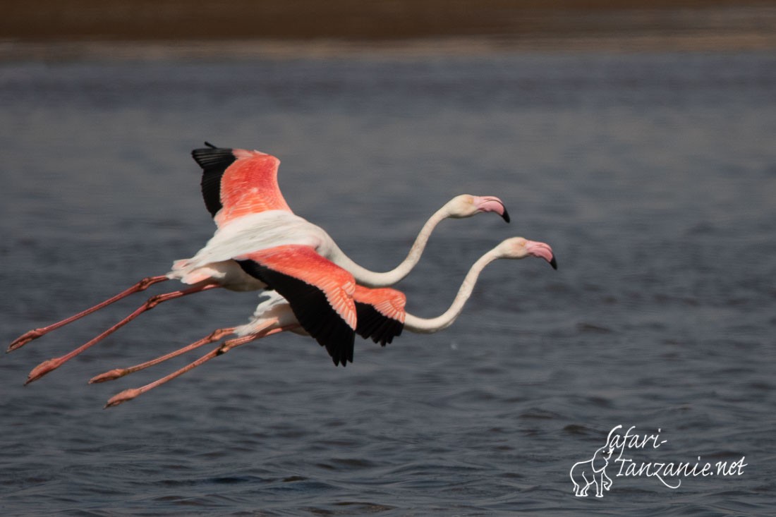 flamant rose 7636