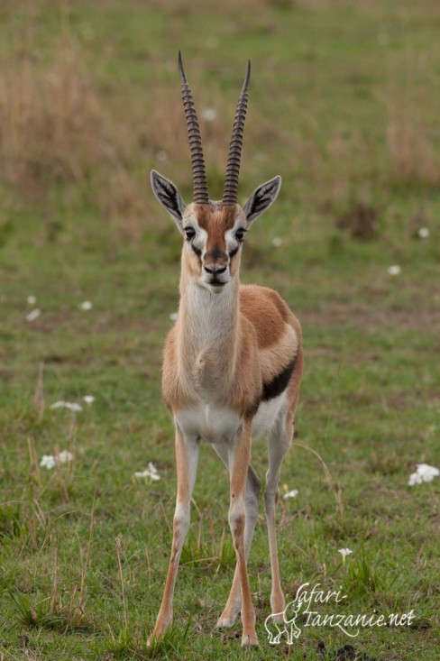 gazelle de thomson 0034