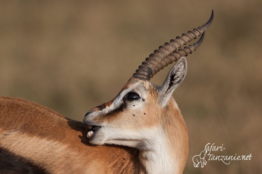 gazelle de thomson 093569