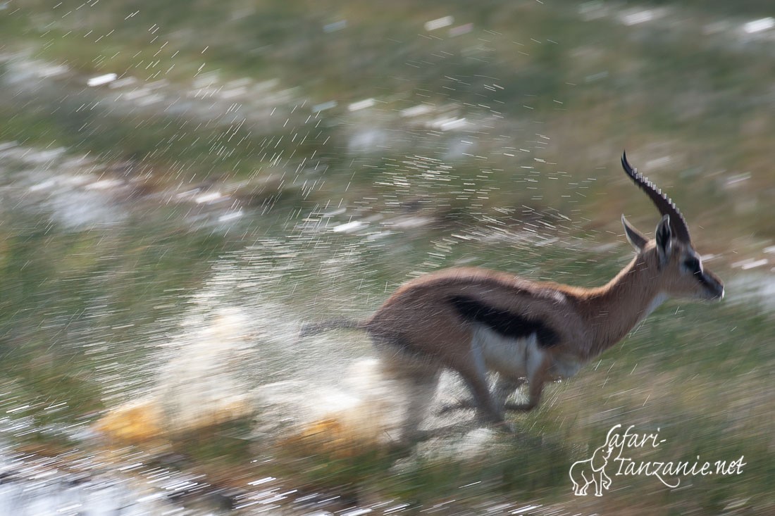 gazelle de thomson 6284