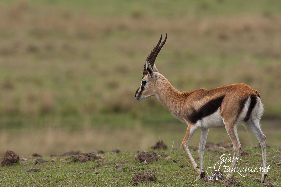 gazelle de thomson 6725