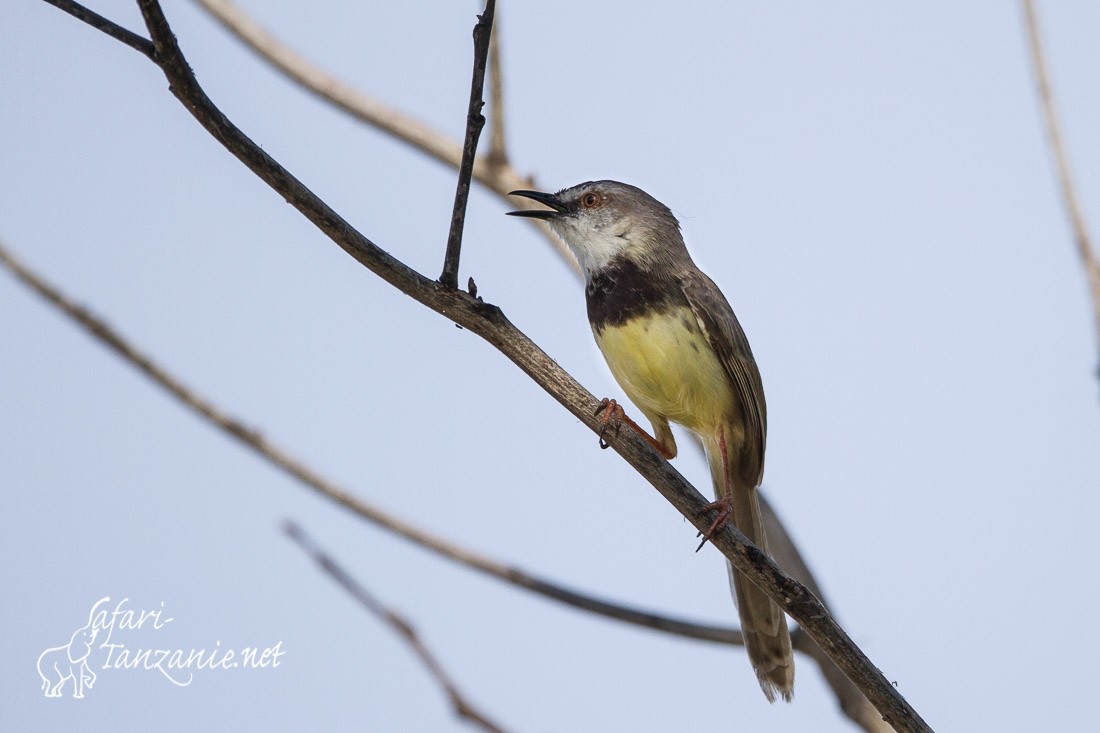 prinia a plastron 0833