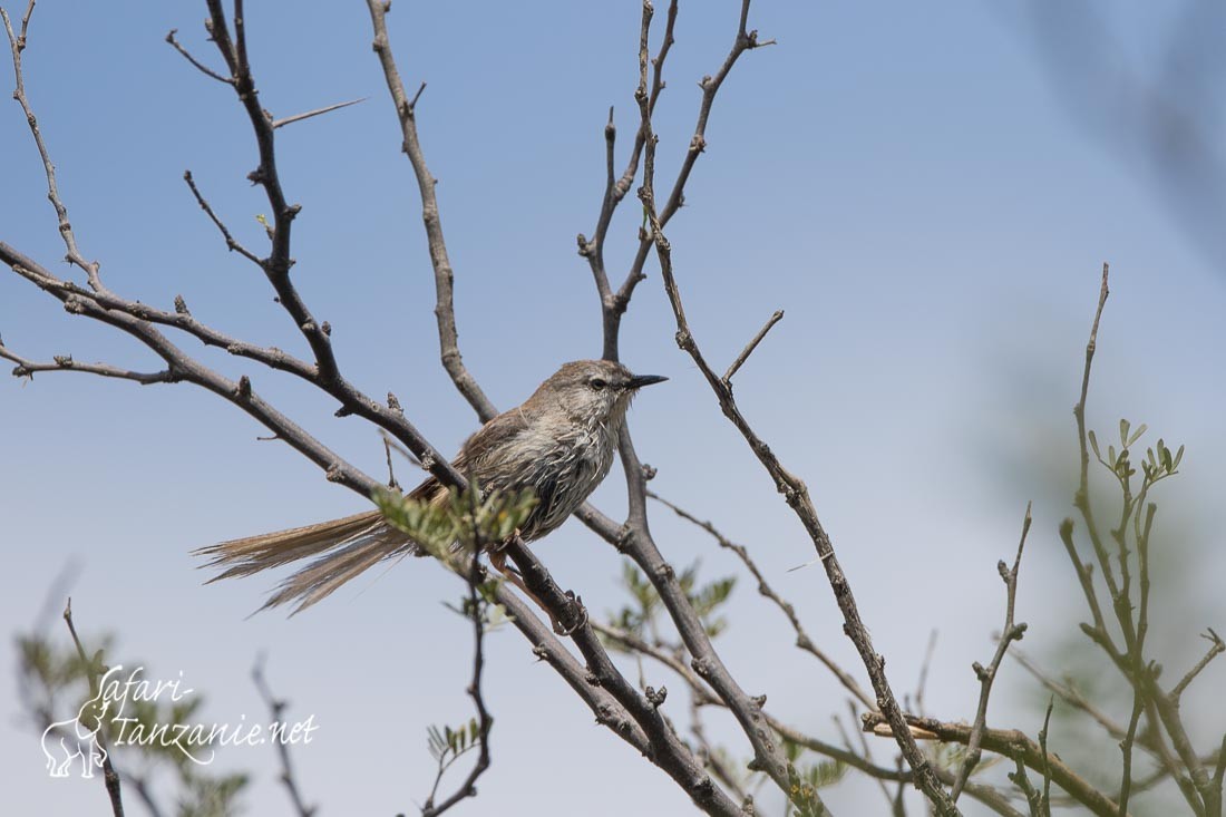 prinia du namaqua 6989