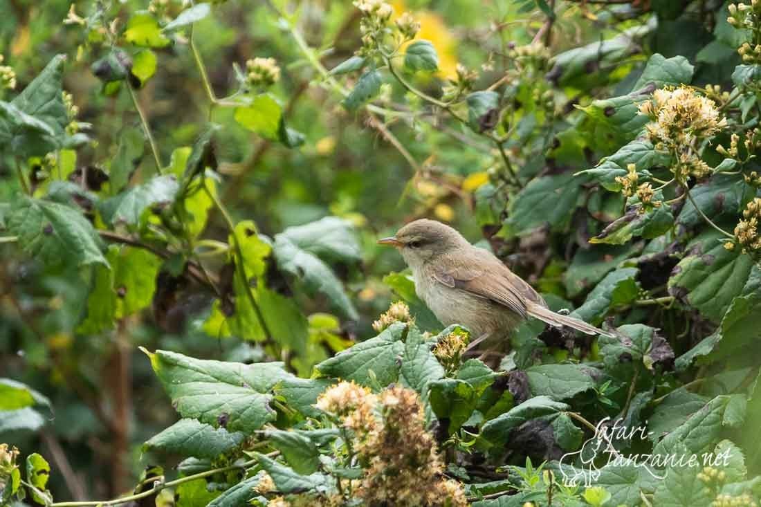 prinia modeste 2395