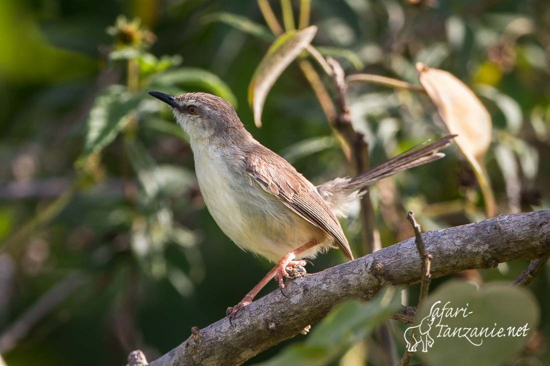 prinia modeste 5536