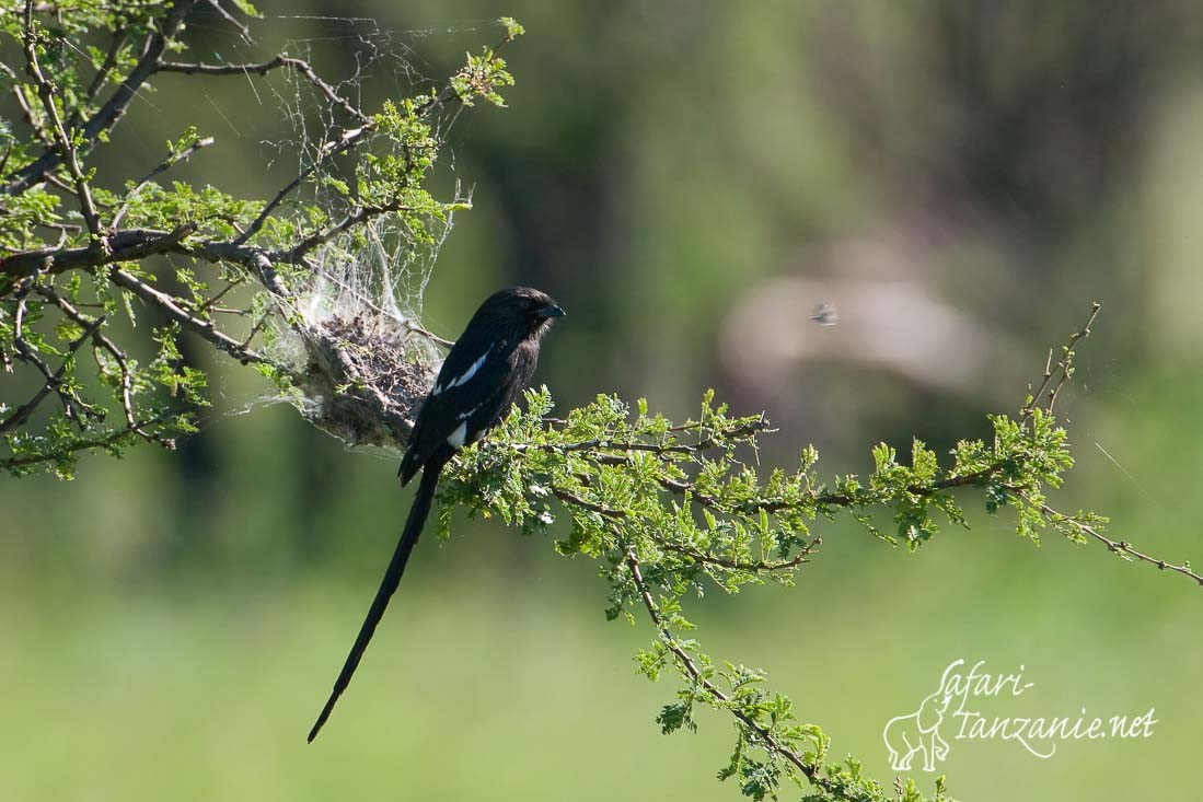 corvinelle noir et blanc 