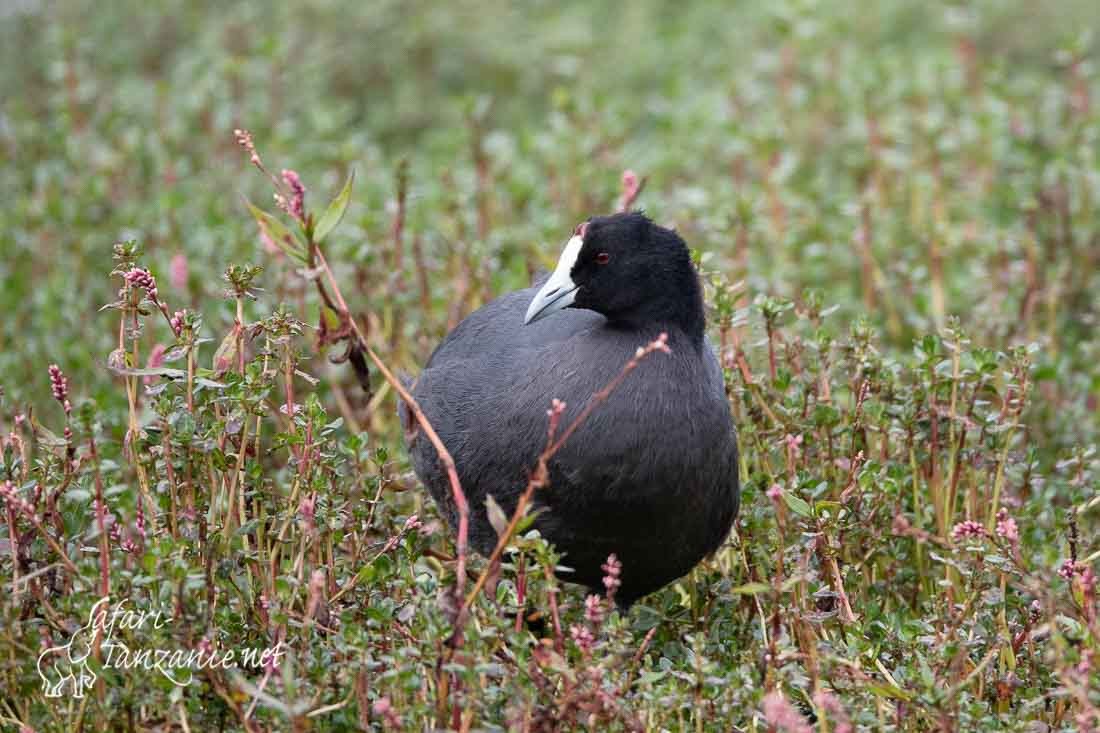 foulque caronculee 3077