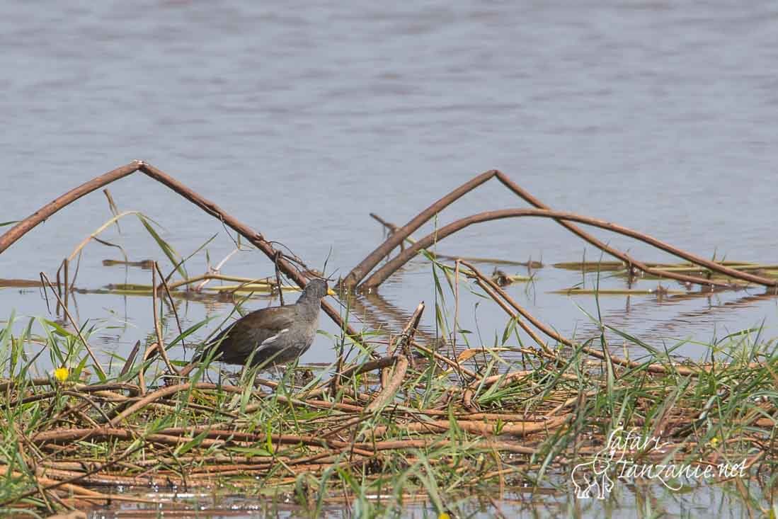 gallinule africaine 4642