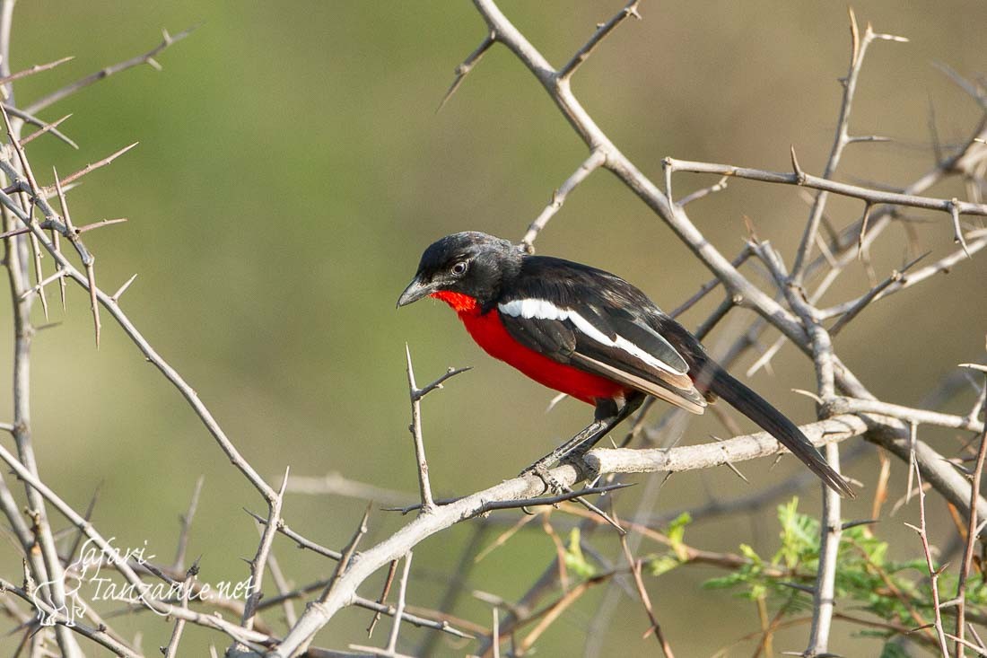 gonolek rouge et noir 9265